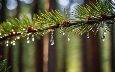 Jak skutecznie usunąć żywicę sosnową z ubrań i rąk?