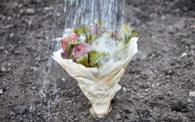 Czy podlewać trawę po koszeniu?