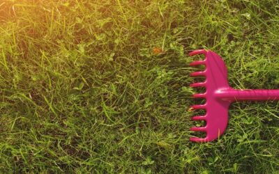 Czy w czerwcu można siać trawę?