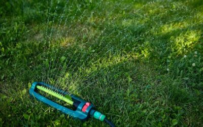 Czym odchwaścić trawnik bez szkody dla roślin?
