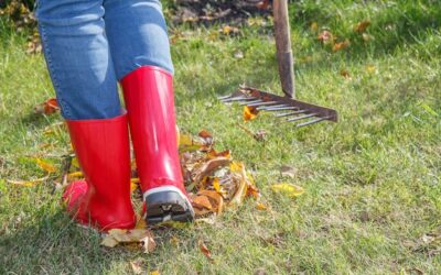 Czym oddzielić trawnik od kory, by ogród wyglądał estetycznie?