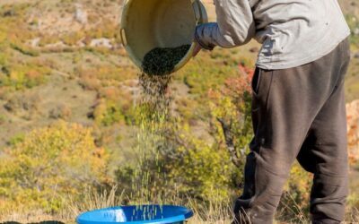 Ile po nawozie można siać trawę, by uzyskać najlepszy efekt?