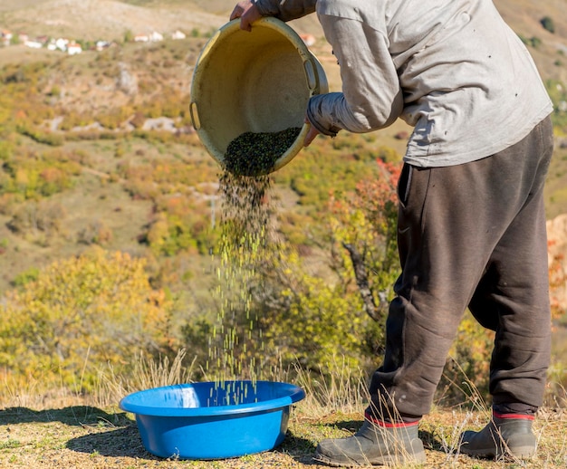 Ile po nawozie można siać trawę, by uzyskać najlepszy efekt?