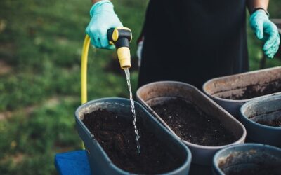 Jak często sypać nawóz na trawę, by cieszyć się zielonym trawnikiem?