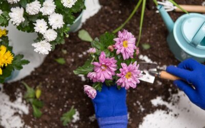 Kiedy nawozić kwiaty w ogrodzie, by cieszyć się bujnym kwitnieniem?