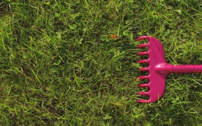 Kiedy wertykulować trawnik, aby cieszyć się zdrową murawą?