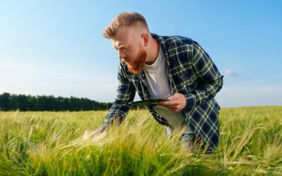 Kiedy zbiera się nasiona traw i jak rozpoznać odpowiedni moment?