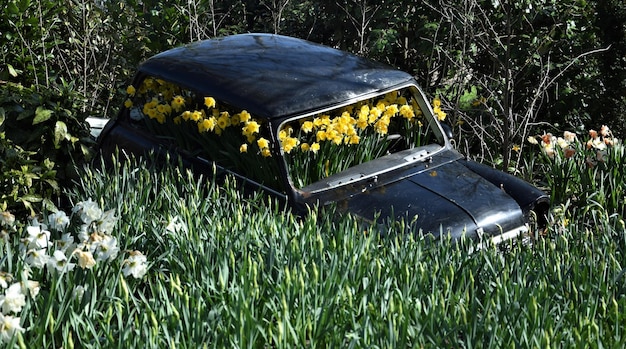 Wertykulacja przed czy po koszeniu – kiedy zadbać o trawnik?