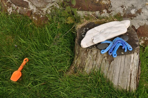 Czy można wyrzucać skoszoną trawę do lasu?