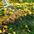 Czy wertykulować trawnik jesienią?
