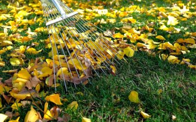Czy wertykulować trawnik jesienią?