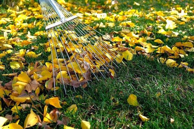 Czy wertykulować trawnik jesienią?