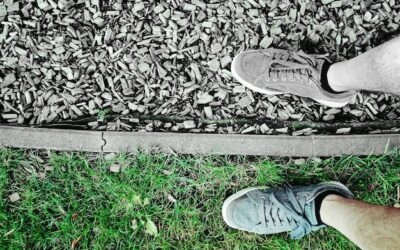 Czym oddzielić trawnik od tui, by ogród wyglądał estetycznie?