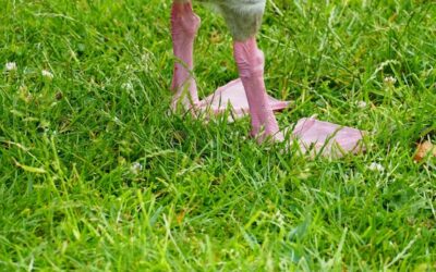 Jak często mulczować trawnik, żeby cieszyć się zdrową murawą?