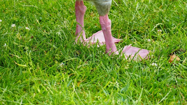 Jak często mulczować trawnik, żeby cieszyć się zdrową murawą?