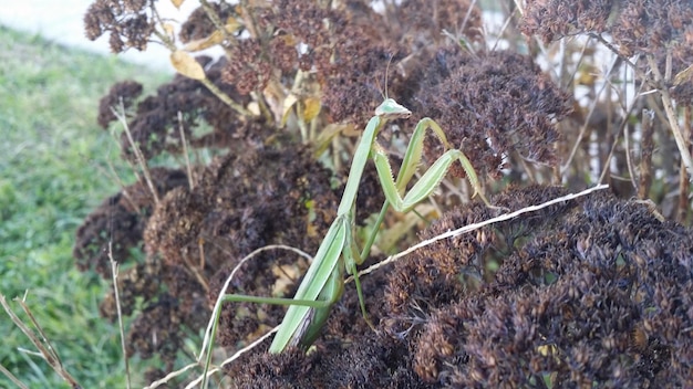 Jak rozpoznać objawy uczulenia na pyłki traw?