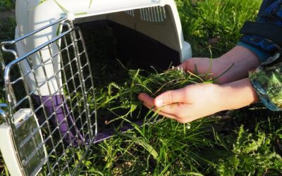 Jak samemu zrobić wertykulator do trawnika?