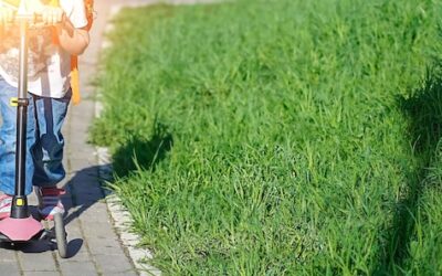 Jak szybko zasiać trawę na swoim podwórku?