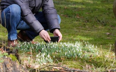 Jak zbierać nasiona traw ozdobnych w ogrodzie?