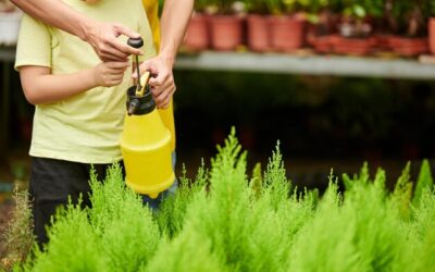 Kiedy opryskać trawnik od chwastów, by uzyskać najlepszy efekt?