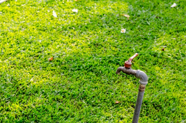 Kiedy podlewać trawnik po oprysku, aby nie zaszkodzić roślinom?