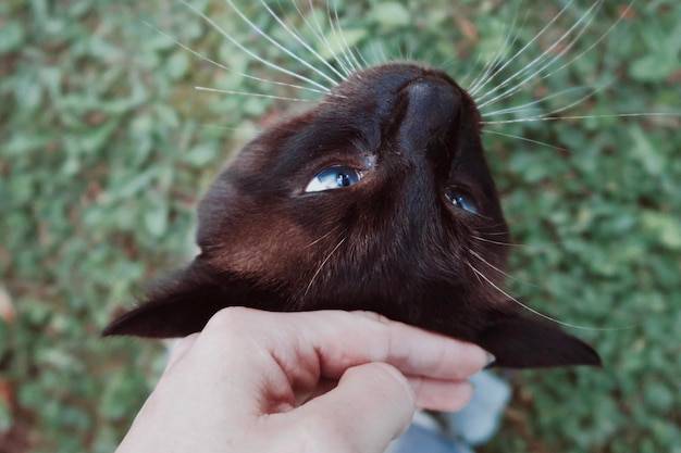 Jak zrobić hybrydę kocie oko w domowych warunkach?