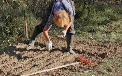 Kiedy podsiewać trawę, aby uzyskać gęsty i zielony trawnik?