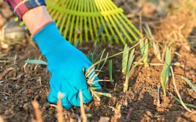Nawóz wiosenny do trawy kiedy najlepiej zastosować?