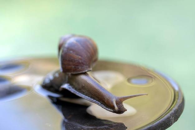 Jak przygotować żywe winniczki do gotowania?