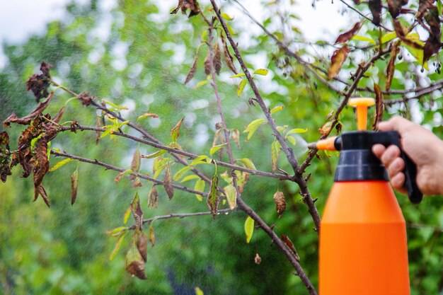 Kiedy opryskiwać chwasty, aby osiągnąć najlepsze efekty?