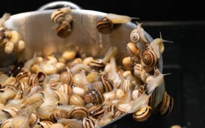 Ślimaki jak przyrządzić w domowej kuchni?