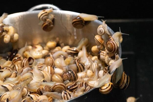 Ślimaki jak przyrządzić w domowej kuchni?