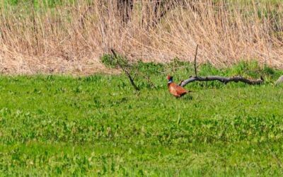Czym kosić trawę na nierównym terenie, by uniknąć problemów?