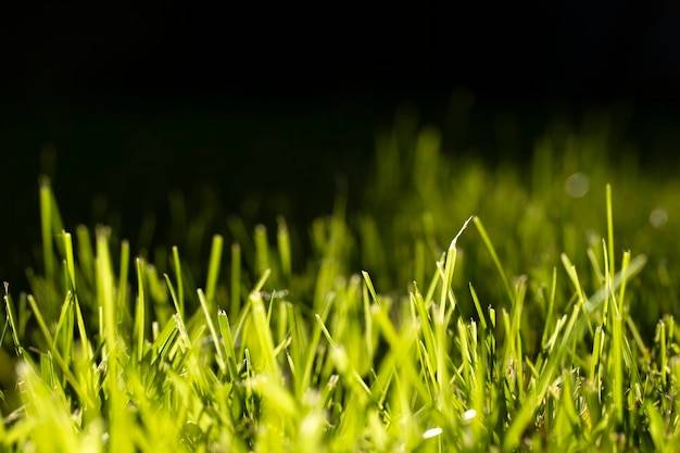 Ile wschodzi trawa sportowa i od czego to zależy?