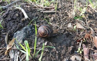 Jak oczyścić ślimaki winniczki przed przygotowaniem potraw?