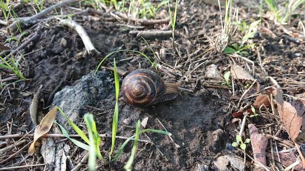 Jak oczyścić ślimaki winniczki przed przygotowaniem potraw?