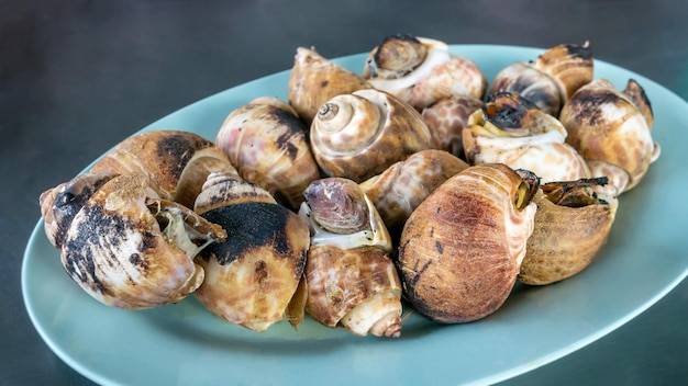 Jak przygotować ślimaki do jedzenia w domowych warunkach?