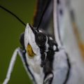 Ile kosztują lekcje angielskiego online i od czego to zależy?