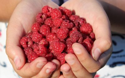 Mulczowanie czy warto zdecydować się na ten sposób pielęgnacji ogrodu?